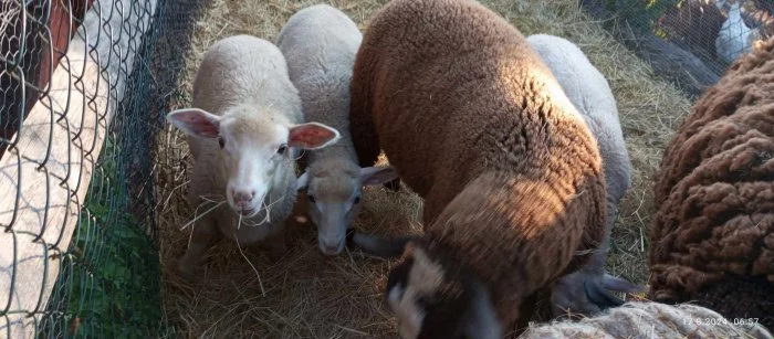 Prodáme letošní jehňata - rodu Šumavka a Zwartbles