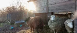 Prodáme letošní jehňata - rodu Šumavka a Zwartbles