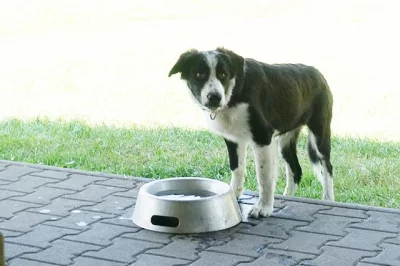 Border collie