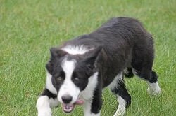 Border collie