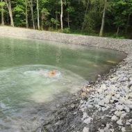 Prodám psa Nova scotia duck tolling retriever