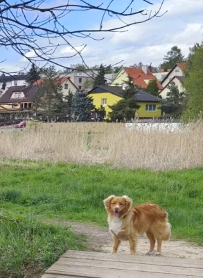 Prodám psa Nova scotia duck tolling retriever