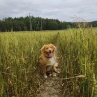 Prodám psa Nova scotia duck tolling retriever