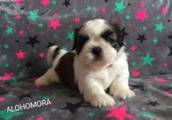 kouzelné štěnátka Shih-tzu k prodeji