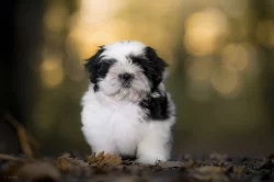 kouzelné štěnátka Shih-tzu k prodeji