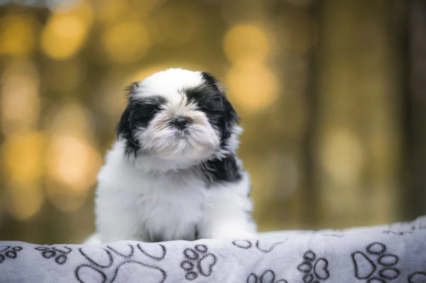 kouzelné štěnátka Shih-tzu k prodeji