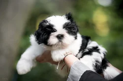 kouzelné štěnátka Shih-tzu k prodeji