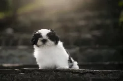 kouzelné štěnátka Shih-tzu k prodeji