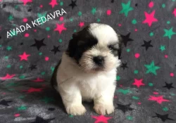 kouzelné štěnátka Shih-tzu k prodeji