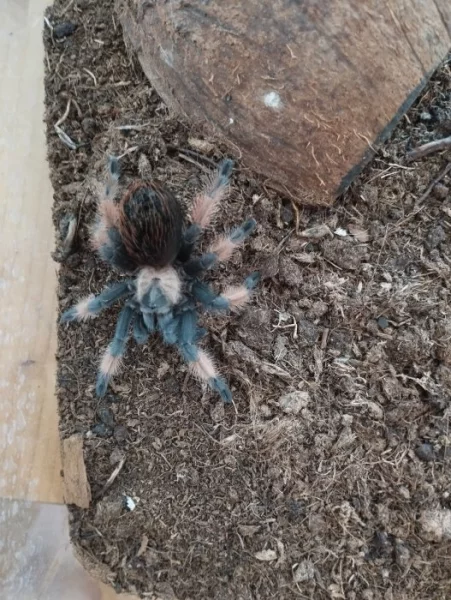 Brachypelma emilia 0.1.