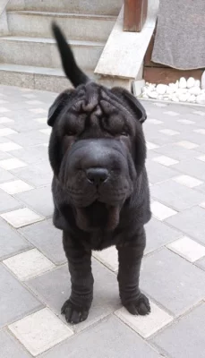 Shar-pei,Šarpej - štěňátka s PP