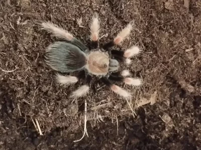 Brachypelma boehmei 0.1.