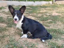 Poslední volný pejsek welsh corgi cardigan s PP