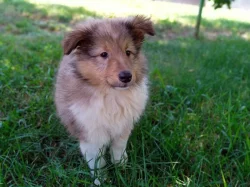 Sheltie - štěňátka