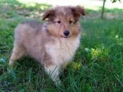 Sheltie - štěňátka