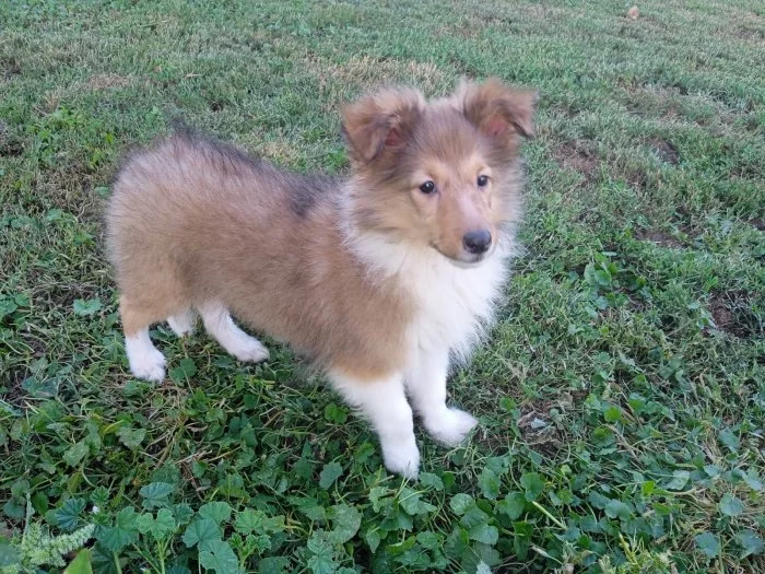 Sheltie - štěňátka