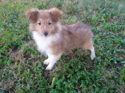 Sheltie - štěňátka