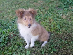 Sheltie - štěňátka