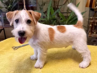 Jack Russell Terrier