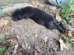 Štěňátka Labradorský retrívr již k odběru