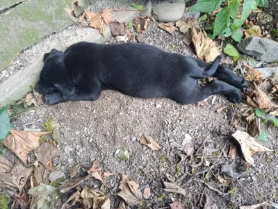 Štěňátka Labradorský retrívr již k odběru