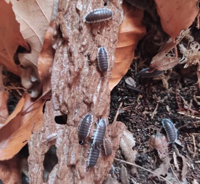 Porcellio sp. sevilla