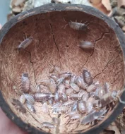 Porcellio laevis milkblack