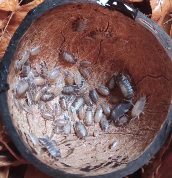 Porcellio laevis milkblack