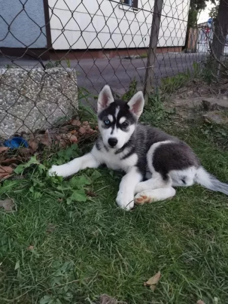 Sibiřský husky/sibiřský hasky