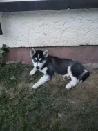 Sibiřský husky/sibiřský hasky