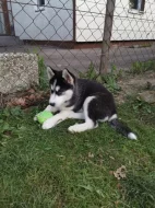 Sibiřský husky/sibiřský hasky