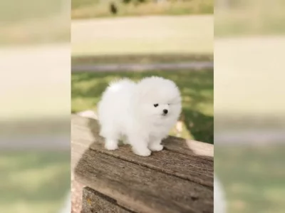 Německý špic trpasličí (Pomeranian) Štěňátka