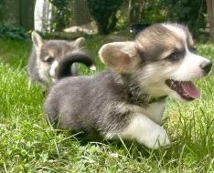 Welsch corgi pembroke TRICOLOR