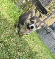 Welsch corgi pembroke TRICOLOR