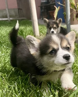 Welsch corgi pembroke TRICOLOR