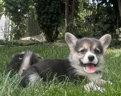 Welsch corgi pembroke TRICOLOR