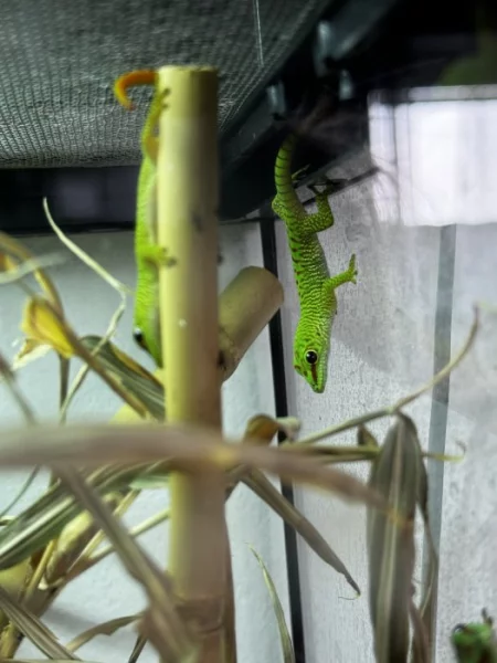 Phelsuma madagascariensis grandis – felsuma madagaskarská