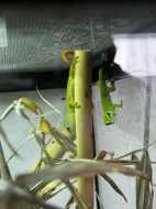 Phelsuma madagascariensis grandis – felsuma madagaskarská