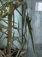 Phelsuma madagascariensis grandis – felsuma madagaskarská