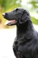 Flat coated retriever s PP – černá štěňátka