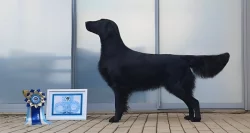 Flat coated retriever s PP – černá štěňátka