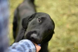 Flat coated retriever s PP – černá štěňátka