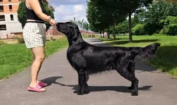 Flat coated retriever s PP – černá štěňátka