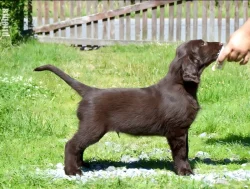 Flat coated retriever s PP – hnědá štěňátka