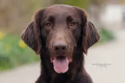 Flat coated retriever s PP – hnědá štěňátka