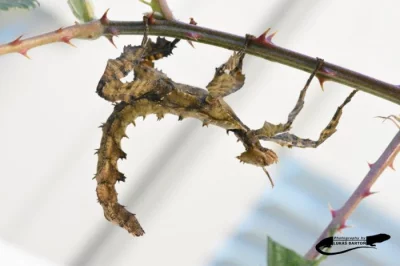 Strašilka australská - Extatosoma tiaratum