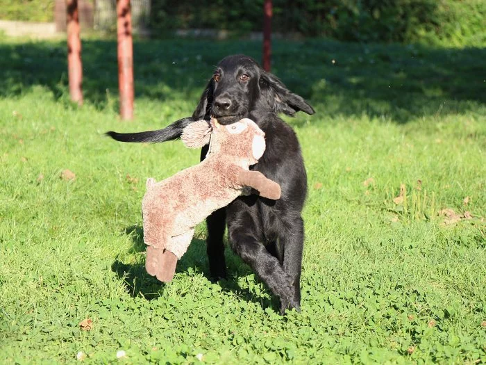 Flat coated retriever