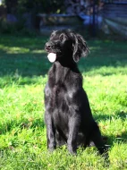 Flat coated retriever