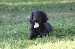 Flat coated retriever