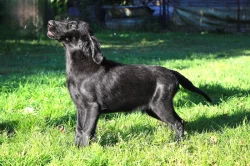 Flat coated retriever